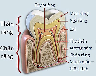 Điều trị tủy răng kỹ thuật bảo tồn răng cho người bệnh